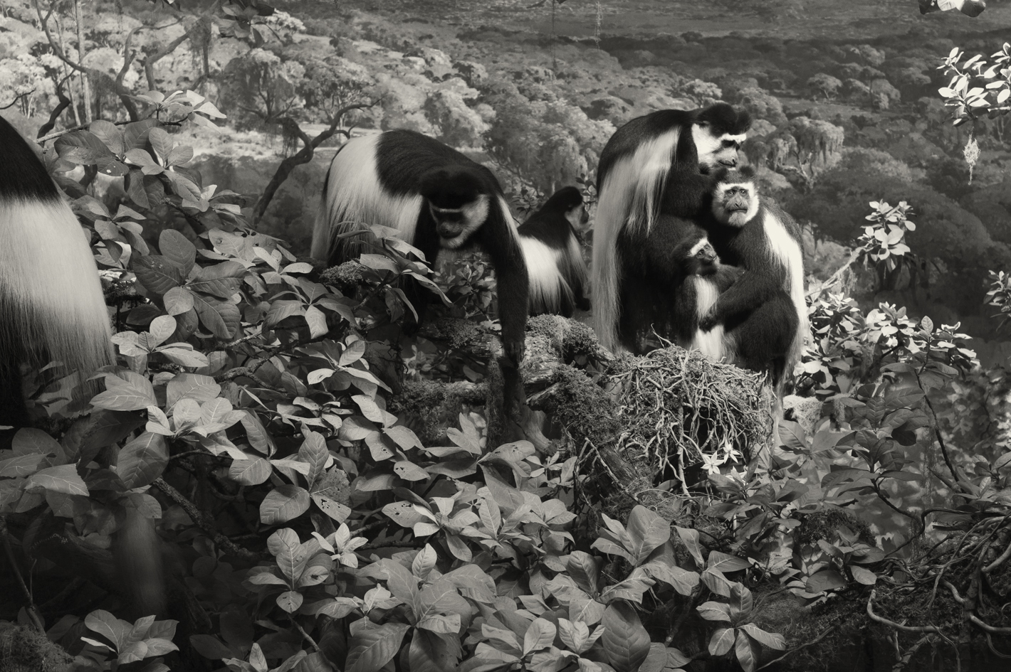 Black and white Colobus Monkeys